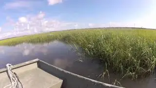 Marsh Hen
