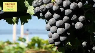 IL MONDO DEI CLONI - CABERNET FRANC ISV FV4