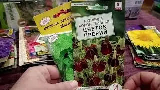 🌺Семена многолетних цветов  для моей дачи🌺
