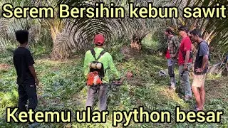 LAGI BERSIHIN KEBUN SAWIT WARGA TIBA-TIBA MELIHAT ULAR PYTHON BESAR MELINGKAR