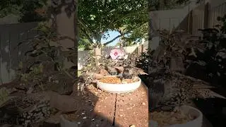 Starlings get messy