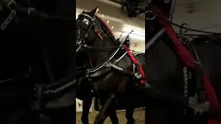 Name a more majestic thing 😍love a Percheron 4 horse! #horse #heavyhorse #percheron #equestrianlife