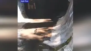 Men Rescue Baby Penguin From Storm Drain