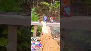 Duelist wax bullets #shorts