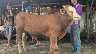 5.500‼️JANTAN BAKALAN & PEDETAN HARGA MURAH | Pasar Sapi Kerek