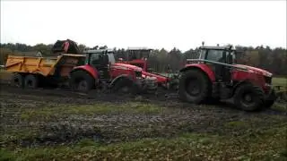 Harvesting lilies in the mud  Lelies rooien in de modder  Schrieken Lelies