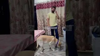 A short thriller story.....🤣🤣 #yuvimicky #labrador #shorts #thriller