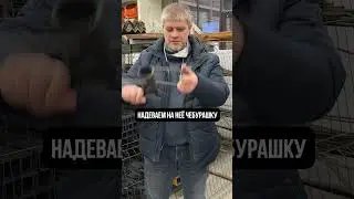 Как ЗАКРУЧИВАТЬ винтовые сваи правильно? #дом #строительство #стройка