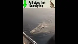 Crocodile trying to attack। #shorts #Crocodile #animalsvideo #funnyanimals #cuteanimal #cutepets