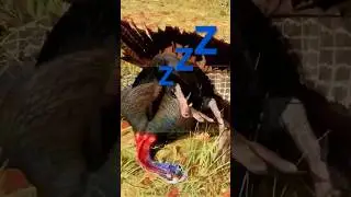 Dead Turkey? #cotw #thehunter #callofthewildgameplay