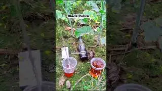Black cobra❤️   #followme #viralreels#short #enjoylife #editing #villagelife #@devdaksh16_official