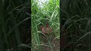 Sugarcane ma minni tractor k aise chala ta hai#kartiksidhu855 #viralshort  #mahindraminitractor