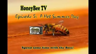 Honeybee TV Episode 5 A Hot Summer Day  Stay Cool with the Bees
