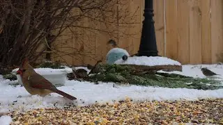 Mostly Birds Come Out After the Snow