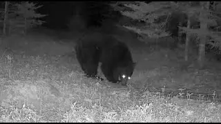 Downeast Maine Wildlife  April-May 2024 (trail camera)