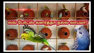 Budgies as Business how much profit? | லவ் பேர்ட்ஸ் வளர்த்தா நல்ல லாபமா