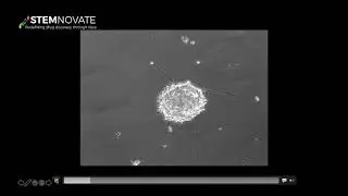 Tissue engineering, organoids or organ systems | Dr. Ruchi Sharma | Stemnovate Limited