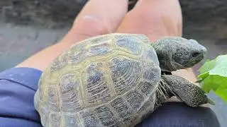 Turtle  is eating - My best friend loves eating...