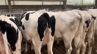 70 HOLSTEIN JULY-SEP CALVING HEIFERS &ndash; GERMANY