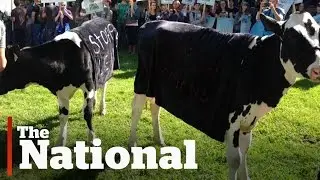Canada Opening Border to Milk