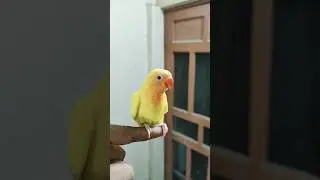 #youtubeshort #lovebird #youtube #parrot #albino #beautiful #rmaviary