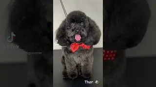 POODLE&rsquo;S GROOMING EVOLUTION #poodlegrooming #poodle