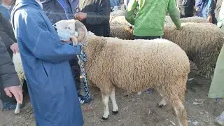 اليوم مباشره من سوق الاحد فاس مع الاثمنه الحولي والنعجه الماعز والخروف عيد الاضحى05/05/2024