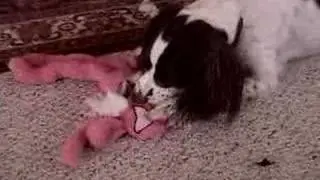 Cheap Dog Toys