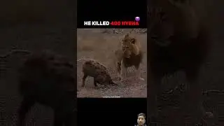 Scarface &ndash; The Real Life Lion King! 🦁👑 #LionLegend #MasaiMara #Scarface #lionking #scarface #shorts