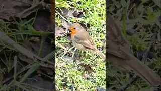 A Robin searching for food #robin