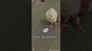 QA Department Pigeon Rejected our 3D Printer Calibration🤷🏽&zwj;♀️
