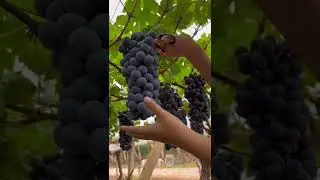 Grape Harvest Fresh From Vineyard 😎#satisfying #short
