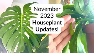 Houseplant updates 🪴 Monstera, alocasia corms, pitcher plants