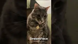 #cats #dreamface #animation #ai