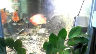 AquaCam @ Home