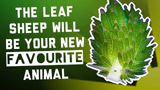 The Leaf Sheep Will be Your New Favourite Animal