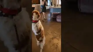 Upright dog takes over Dallas at the Canvas Hotel Dallas #canvasdallas #dog #puppy #dexter
