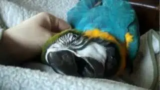 blue and gold macaw... awww...