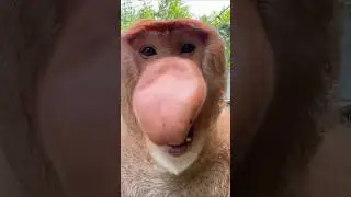 Proboscis monkey makes funny noises 🤣🤣 (🎥: CONTENTbible)