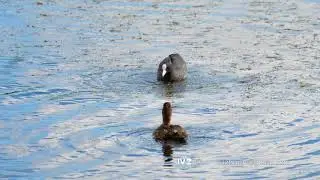Coot attack mallard duck