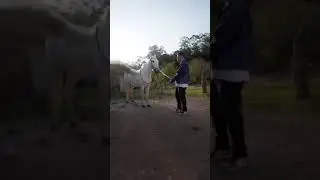 #Pegasus #horse #viral