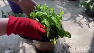 How to deadhead dianthus