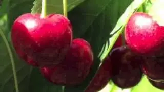 Sweet Cherries | Oregon and Washington
