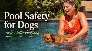 Dog Pool Safety Tips 🐶💦 | What Every Pet Parent Should Know!