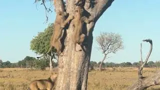 Young LIONS SCRAMBLE to steal leopard's kill from tree | andBeyond Xaranna | WILDwatch