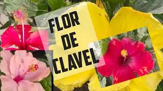#claveles    #jardin #bondad  #flores #plants #naturaleza