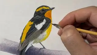 【キビタキを描く】 Draw a Narcissus Flycatcher / Time lapse 109