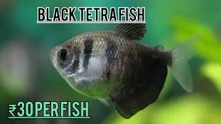 Guppy, Gaurami, Tetra,Shark etc. All Fish Price in Delhi 2023