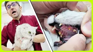 ANESTEZİSİZ DİŞ TAŞI TEMİZLİĞİ 😳