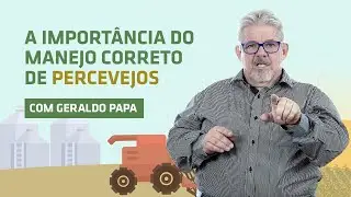 Percevejos